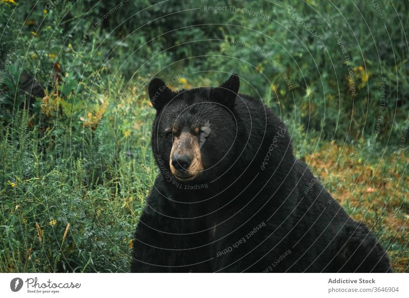 American black bear in woods american black bear forest grass animal wild danger ursus americanus nature overcast sit tree weather park green environment