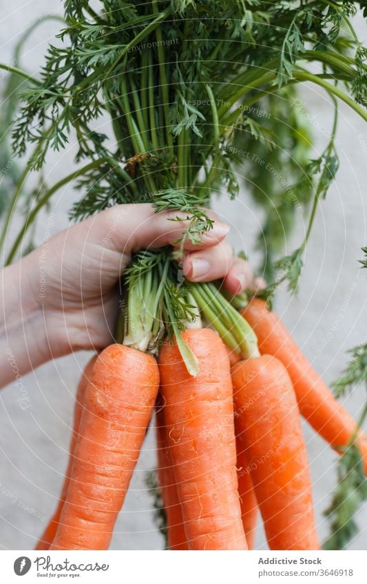 Crop person with bunch of carrots fresh ripe vegetable natural organic nutrition city stone wall healthy street food plant urban town summer season delicious