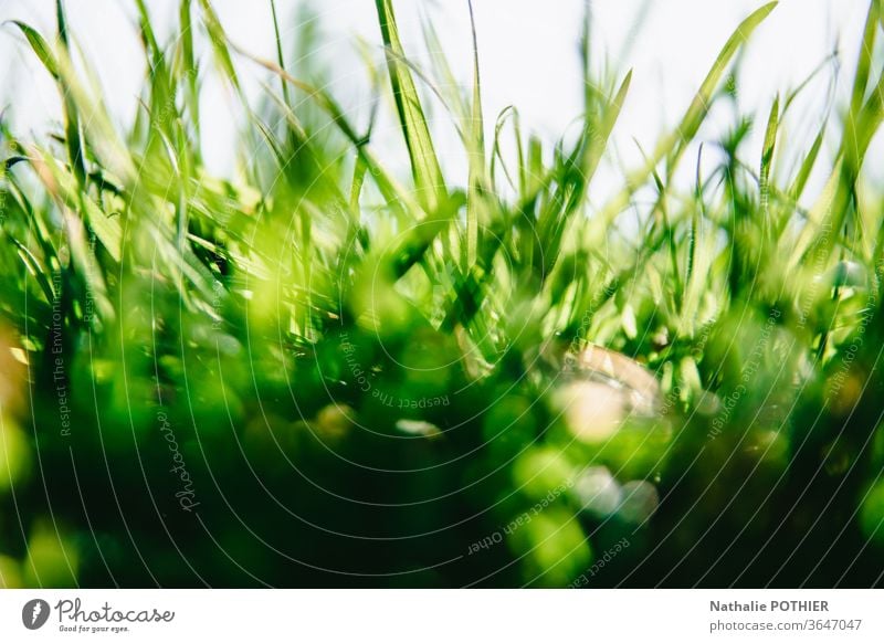 Grass in close up grass Meadow Nature Grass meadow Colour photo Grass green Summer Exterior shot Garden Spring Green Field Environment