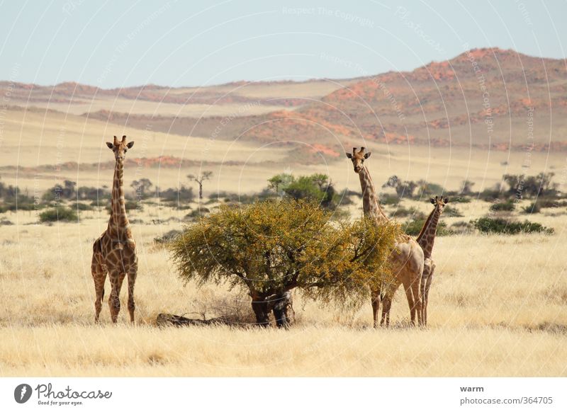 giraffe family Nature Landscape Cloudless sky Horizon Beautiful weather Tree Grass Bushes Namib desert Animal Giraffe 3 Animal family Yellow Colour photo