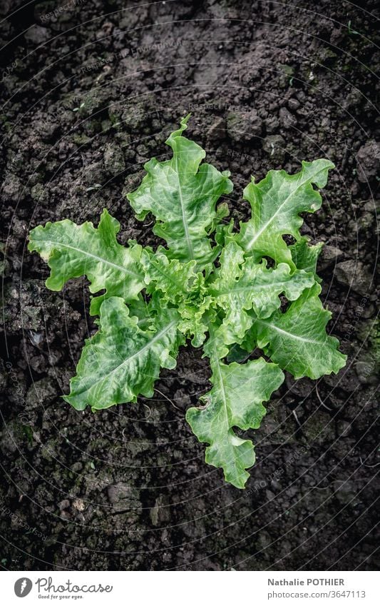 Salad growing in the vegetable garden salad Garden Lettuce Vegetable Nature Food Colour photo Fresh Green earth Organic produce Exterior shot Diet Vegan diet