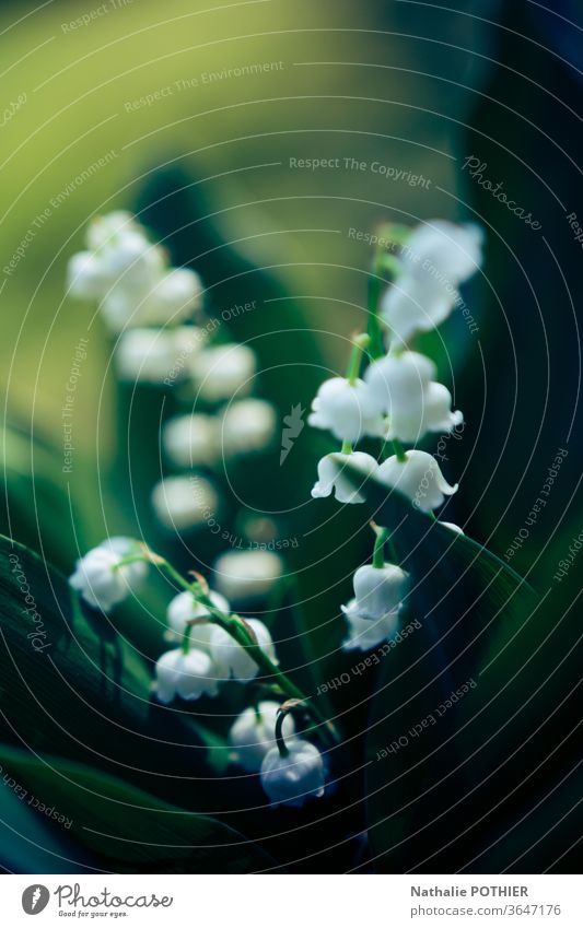 Lily of the valley Flower Plant Colour photo White Green Nature Exterior shot Garden Blossoming Macro (Extreme close-up) May May 1 Spring bells