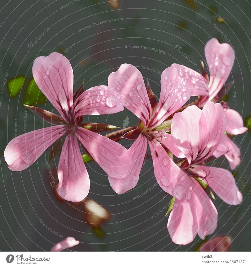 In bloom Geraniums flowers bleed Nature Delicate Blossoming Multicoloured Morning Environment Contrast Long shot Sunlight Copy Space top Deserted Detail