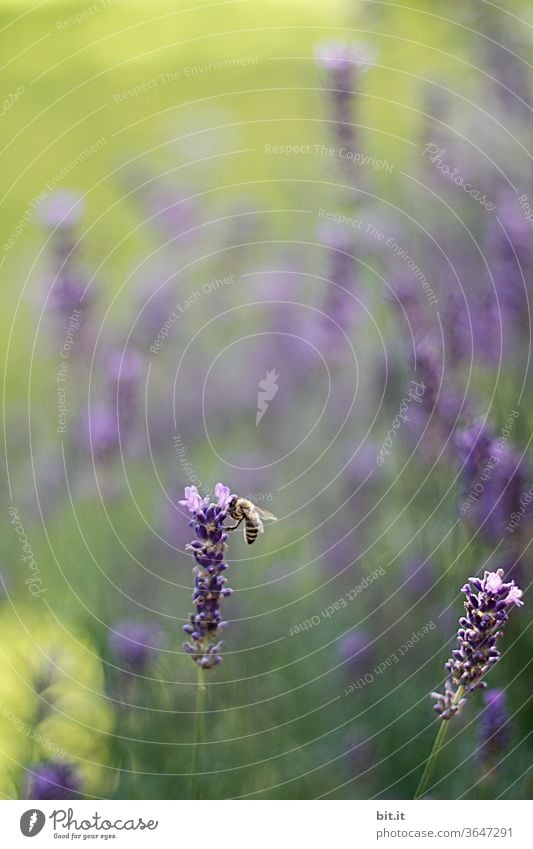 Bee sits at lavender flower in lavender field and collects pollen, for honey. Working bee in violet, purple, green flower meadow with bokeh and flowers of lavender. Summer field with shallow depth of field in summer holiday, Provence, France.