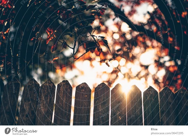 A backlit fence with trees and the sun Fence Back-light huts Sun Illuminate Nature Sunlight leaves foliage warm Light Bright Garden Autumn green Sunbeam