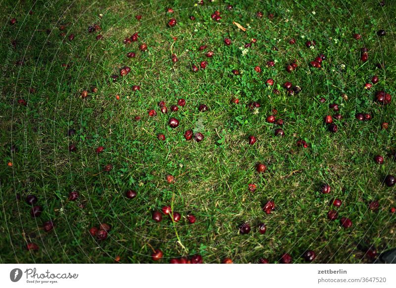 Cherries in the grass under the cherry tree Relaxation Harvest holidays Garden Grass cherries allotment Garden allotments Deserted Nature Plant Lawn