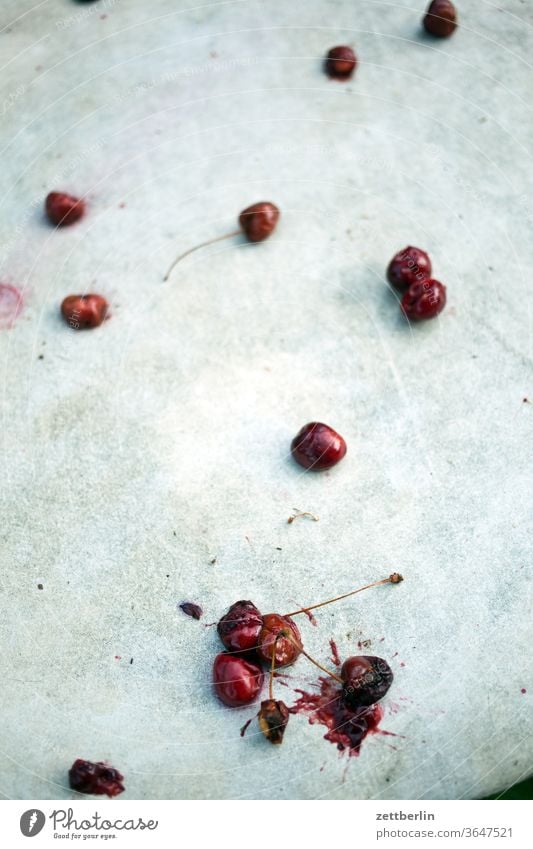 Single cherries Table overripe Windfall Lie Mature depth of field Copy Space Summer Garden plot tranquillity Plant Nature Deserted Garden allotments Grass