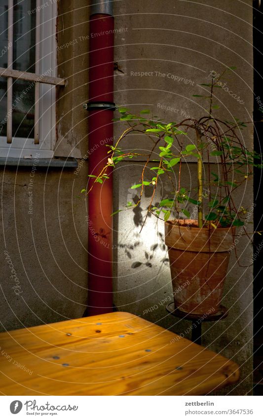 Flowerpot in the twilight Old building Pot plant Plant Patch of light Sunspot on the outside Fire wall Facade Window House (Residential Structure) rear building