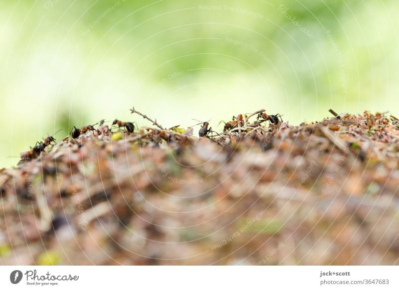 hard-working ants do not like to be alone Ant-hill Insect Crawl Small Blur Nature Horizontal anthill Abstract Adaptable Lanes & trails Life Symbiosis Endurance