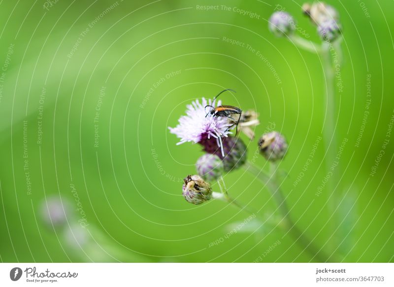 Scent of honey on the green wayside Insect Nature Summer thistle Near buds bleed flowers natural Blur Wild plant Habitat Blossoming Meadow Growth Sunlight Plant