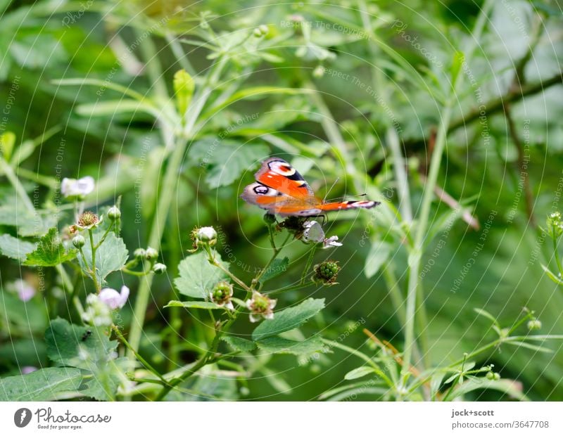 beat of a butterfly's wings Summer Butterfly Small natural Nature 1 Ease Animal portrait green Easy Insect Plant Delicate Habitat buds Wild plant Blackberry