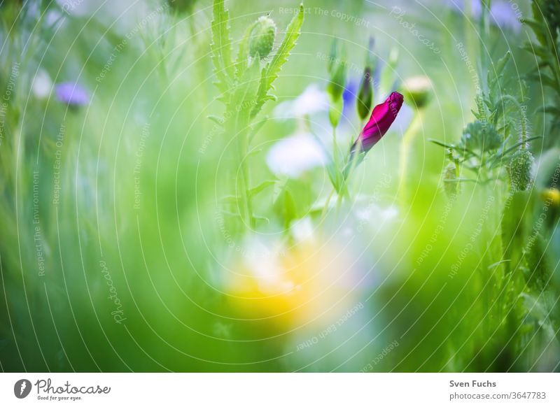 A red wildflower that is just before blossoming spring meadow wild flower Red Idyll Nature bokeh Blur depth of field Summer flowers Plant green Garden Grass