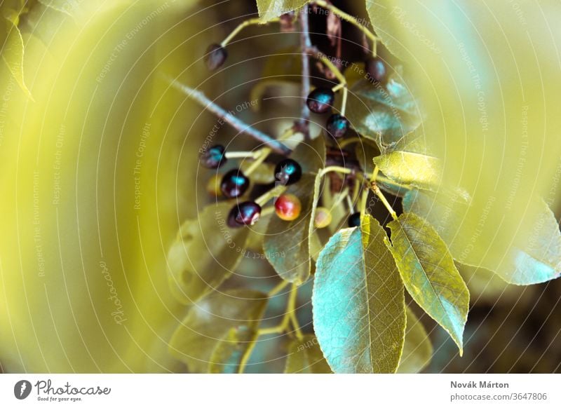 Black berries on a tree ingredient yellow outdoors black wild cluster ripe summer food nutrition antioxidant closeup growing natural plant fruits wild berries