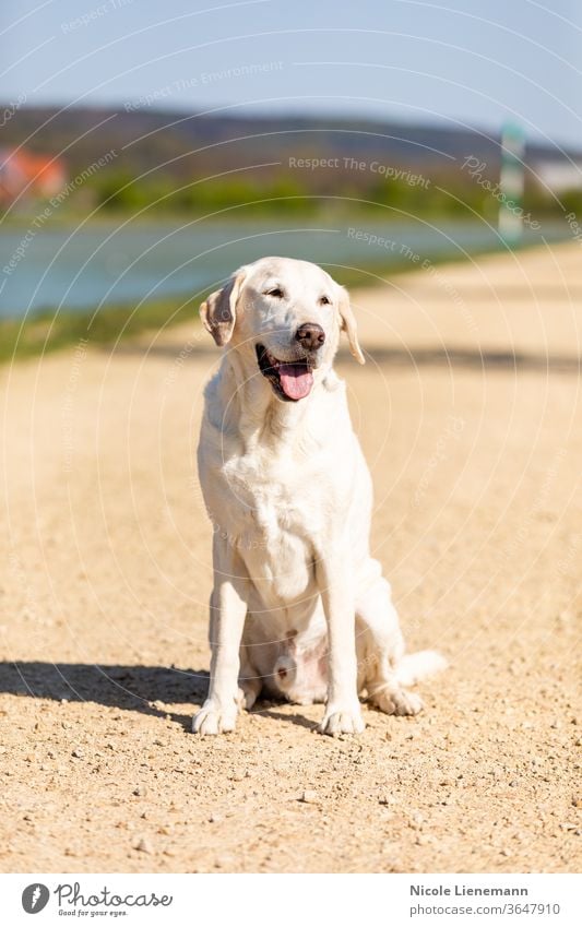 labrador is sitting on a path dog outdoors nature sun sunshine walk canal water brown white