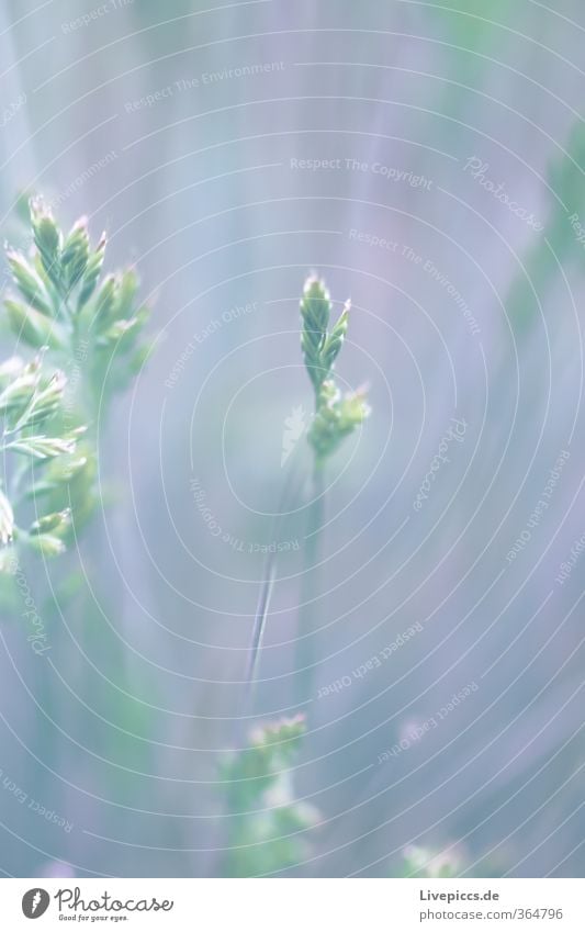 There's a stalk Environment Nature Plant Sunlight Spring Grass Leaf Blossom Wild plant Meadow Esthetic Fresh Cold Green Violet Serene Patient Calm