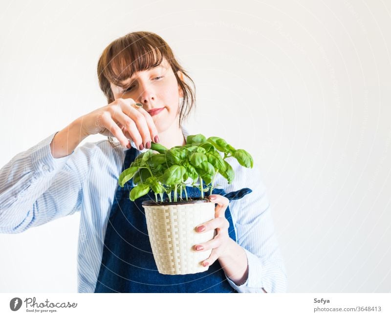 Young woman growing fresh basil at home gardening concept green pot plant herb holding hand hobby aromatic background food person girl summer nature leaf spring