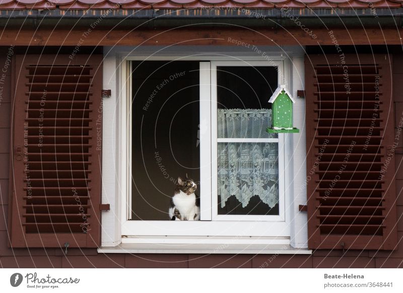 Discussion: cat at the open window tries to make contact with bird Cat birds bird house Window observation posts Exterior shot Animal Looking Deserted Sit