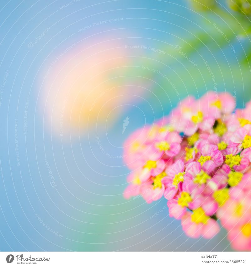 Lightness of the colours bleed Summer Nature flowers Plant variegated Garden Close-up Yarrow Achillea millefolium Ease pastel Soft Delicate Colour photo already