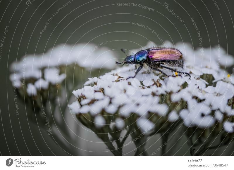 colourful and iridescent beetle sits on white blossom Nature bleed Yarrow Beetle nice and shiny Dazzling Insect Crawl Macro (Extreme close-up) Plant Glittering