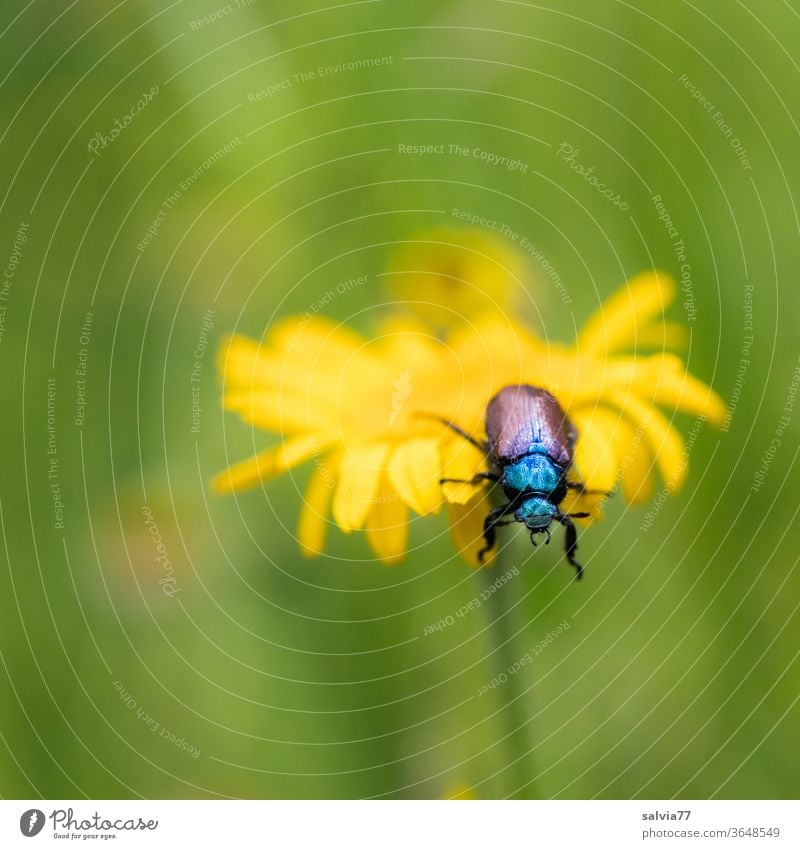 On the Abyss Nature Beetle flowers Dyer's camomile Summer bleed Shallow depth of field Yellow Plant Insect shaggy corn beetle Crawl Garden Animal 1