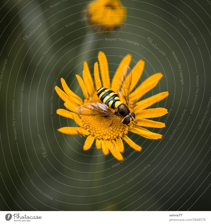 Hoverfly nibbles on chamomile Nature hoverfly Dyer's camomile Macro (Extreme close-up) bleed Yellow Plant Summer Garden flowers Blossoming Close-up