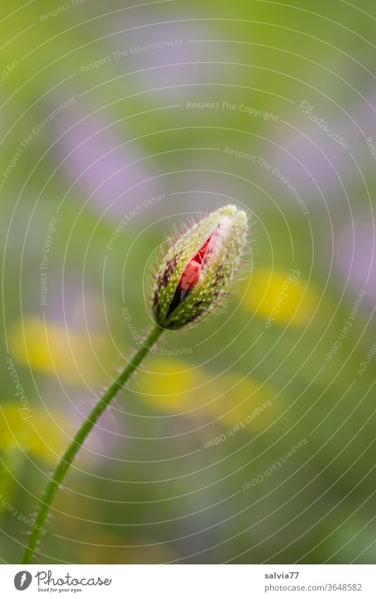 Poppy bud shortly before its development poppy bud Nature Corn poppy bleed Poppy blossom flowers Summer Close-up variegated Plant Deploy unclasping Meadow