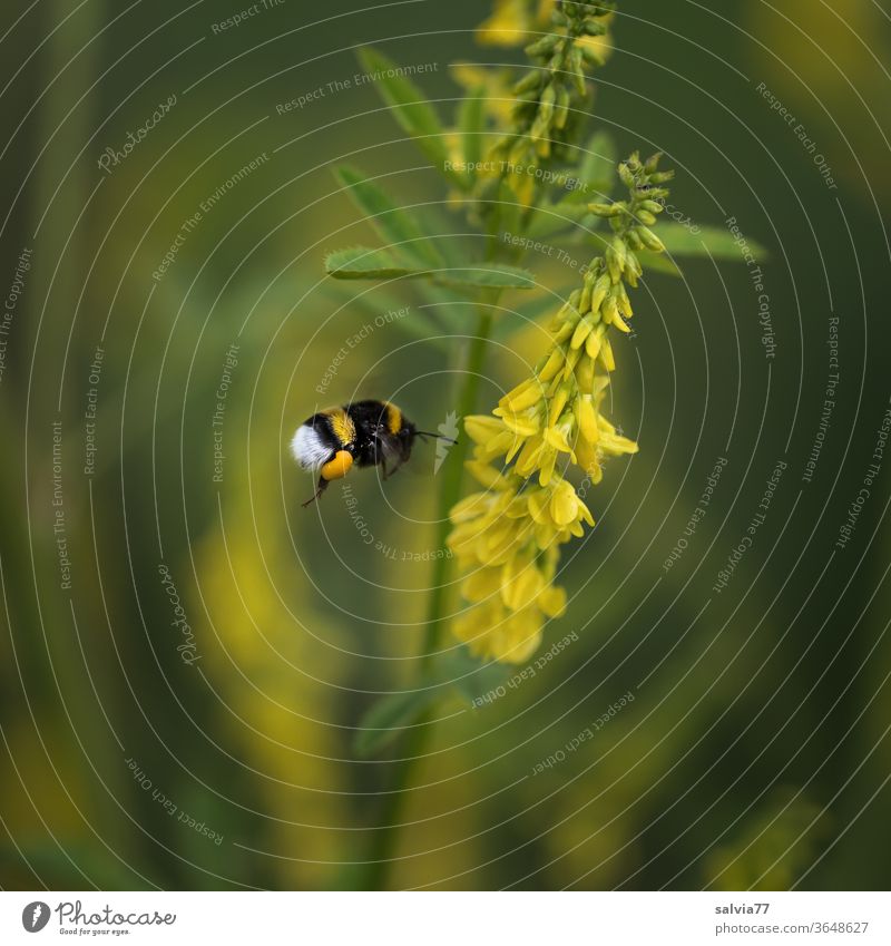 bumblebee flight Bumble bee sweet clover Flying Nature flowers Honey Clover Yellow green Summer Insect Plant Garden bleed Day Colour photo 1 Animal Fragrance