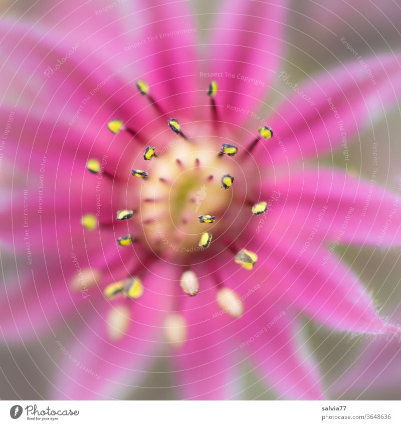 pink flower star, macro photograph bleed flowers Pink Macro (Extreme close-up) Nature Plant already Close-up Summer Fragrance Stars housewort plants