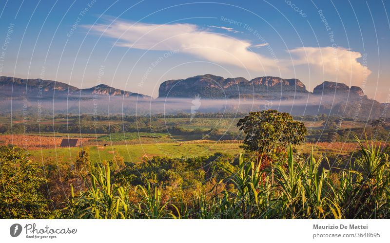 Fields, farms and mogotes in Vinales Valley, Cuba agriculture caribbean cuba cuban del destination famous field green landscape mountain nature palm panoramic