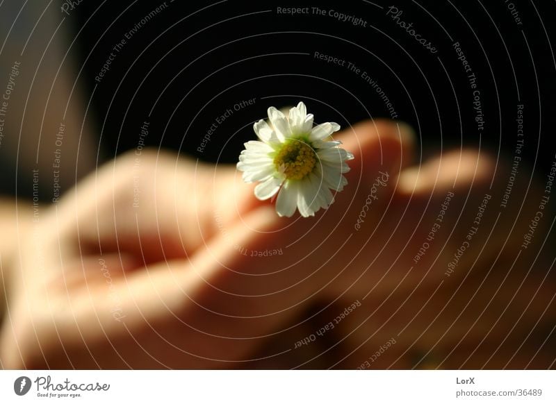 Love me! Flower Woman Man Marriage proposal Hand Summer Blossom Daisy Blur Shadow Contrast Life Macro (Extreme close-up) Sun