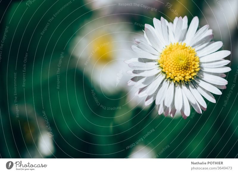 Daisy in the meadows daisy meadow daisy flowers Nature Meadow Grass Plant Summer Close-up spring green Exterior shot Blossoming Macro (Extreme close-up) Green