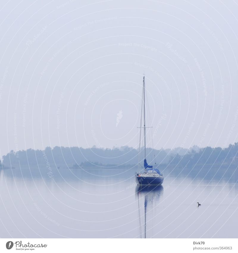 Sailing yacht with great crested grebe Fog Coast Bay Baltic Sea Ocean Island Scandinavia Sweden Navigation Yacht Sailboat Bird Crested grebe 1 Animal Relaxation