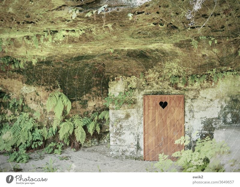 quiet place Elbsandstone mountains Eastern Germany Saxon Switzerland Saxony Idyll Peaceful National Park Calm Plant Overgrown wildly romantic Loneliness Rock