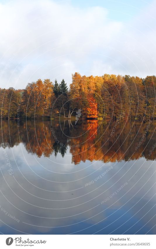 Symmetry | trees with colourful autumn leaves are reflected in the lake Autumn Autumnal Autumnal trees Landscape deciduous trees Nature Reflection in the water