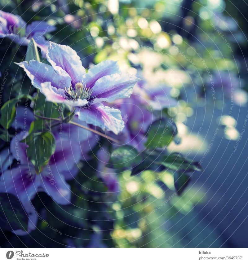 Clematis in the evening light creeper bleed White purple Back-light Evening