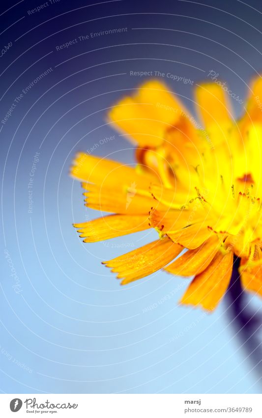 The idiosyncratic petal tips of half a flower of the orange-red hawkweed orange hawkweed flowers Blossoming Plant Illuminate blossom bleed Hawkweed spring