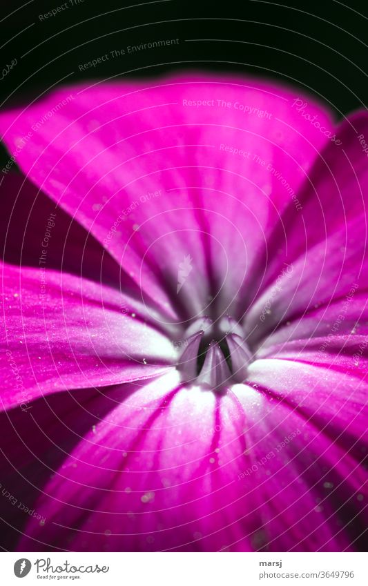 Blossom of the Vexian Carnation pixie carnation Lychnis Coronaria Crowned Carnation bleed Violet flowers Nature Plant Blossoming Macro (Extreme close-up)