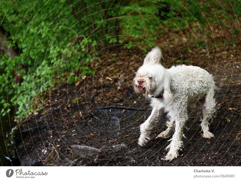 Ghost dog | wet dog shakes Dog Animal Pet 1 animal Shake Wet Wet dog spectral ghostly Motion blur white dog flying hair Wild wild dance Exterior shot