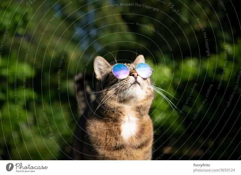 Cat with sunglasses outside looks at the sky pets mixed breed cat shorthaired cat One animal tabby sunny Sunlight Summer Nature Front or backyard Garden green