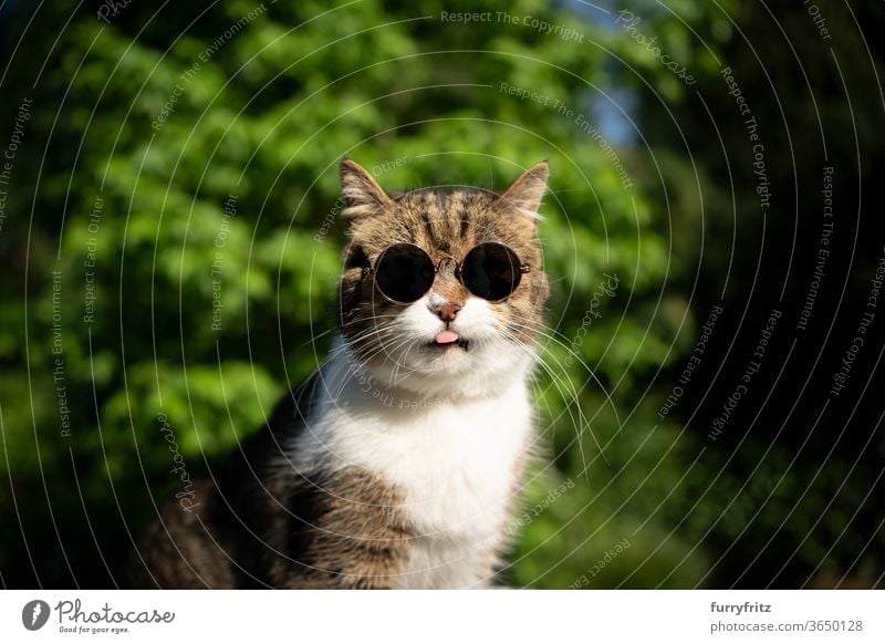 cool cat with sunglasses Cat pets British shorthair cat One animal tabby White sunny Sunlight Summer Nature Front or backyard Garden green plants portrait Funny