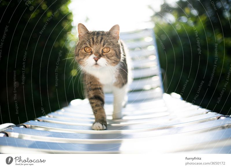 Cat walking in the sunlight on a sun lounger pets purebred cat British shorthair cat One animal tabby White sunny Sunlight Summer green Outdoors Garden chair