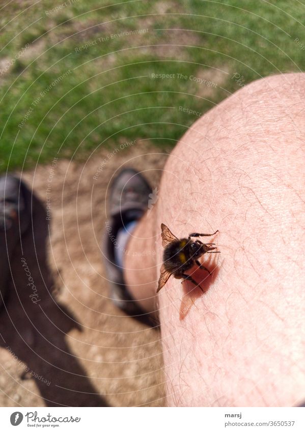 Insect on hairy knee. To sting or not to sting, that is the question here. leg Knee Skin Hover fly Animal Grand piano Colour photo Summer