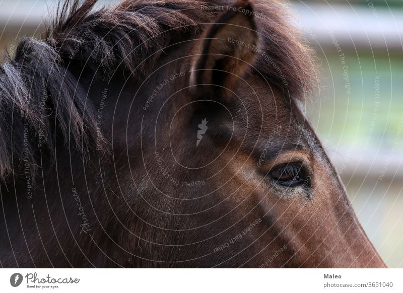 A close up of a horse head animal closeup eye close-up farm portrait mammal mane brown nature black mouth equestrian fur nose pet beautiful hair riding bridle