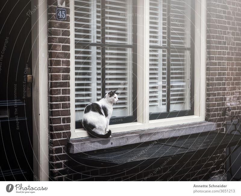 Cat black white sitting on windowsill Window Animal Black Deserted Pet Animal portrait Exterior shot Street cat Free-living Prowl Observe