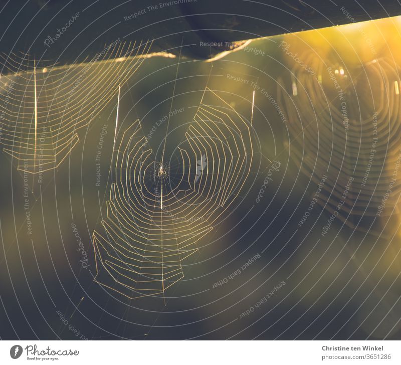 Filigree cobwebs hanging from a rain gutter, against the light of the morning sun Cobwebs Delicate Nature Sunlight Close-up Shallow depth of field Environment