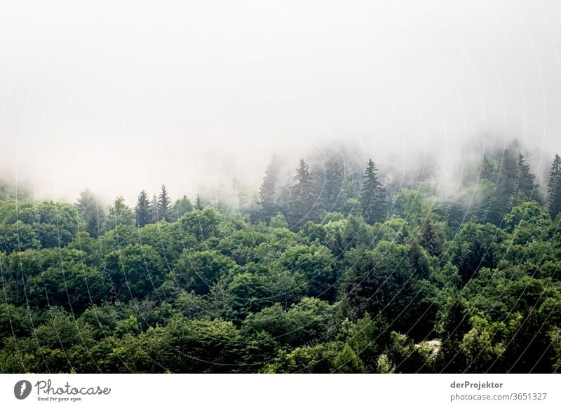 Swiss forest in fog Swiss Alps Switzerland Grisons Engadine wanderlust Hiking trip Class outing nature conservation Endurance Determination Lanes & trails