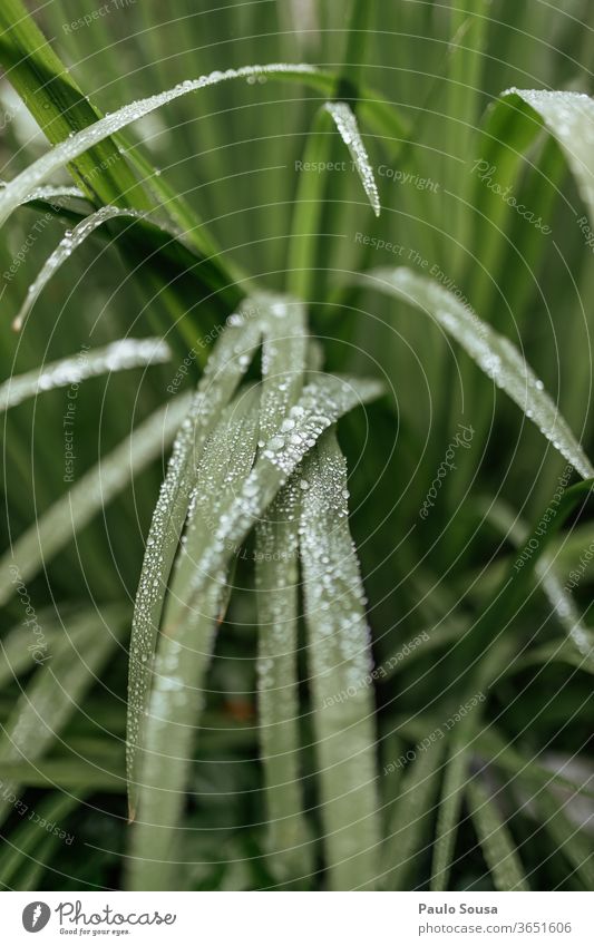 Seal leaves with drops of water Plant flaked green Drops of water Water Nature Rain Macro (Extreme close-up) Colour photo Exterior shot Close-up Wet Autumn