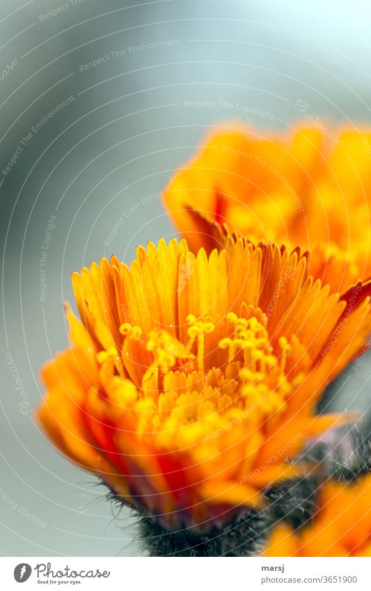 Flower of the orange hawkweed blossom bleed Hawkweed spring Plant Blossoming flowers Illuminate Nature Yellow Orange Garden Macro (Extreme close-up)