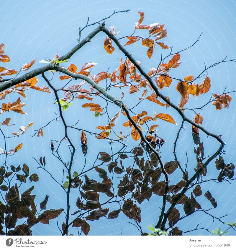 narcissistic beech twig Lake Autumn flaked Twig Autumn leaves Blue beeches beech branch Brown Reflection Pond Lakeside Orange Bright natural Illuminate Water