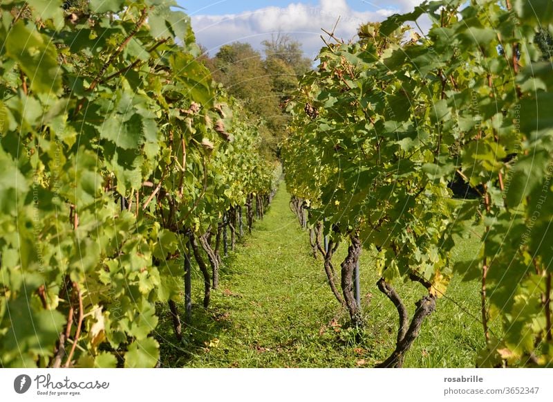 Symmetry | with the vines in the vineyard Vineyard grapes green Harvest Reading Summer Winegrowers extension viticulture Landscape Nature natural already